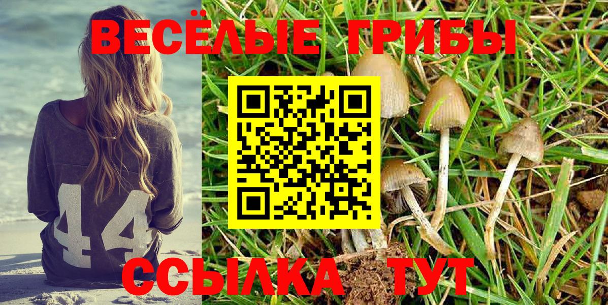 Карталы  Галлюциногенные грибы Psilocybine cubensis  Вход с VPN 